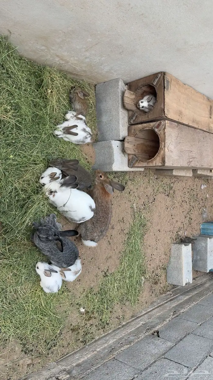 ارانب للبيع العدد 15 فيها كبير وسط وصغير للبيع 0