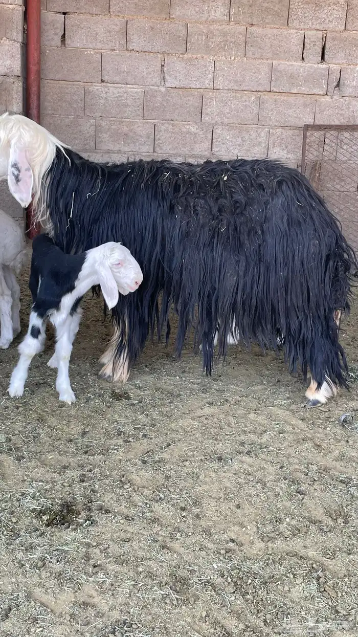 مراح نجد صنف 2