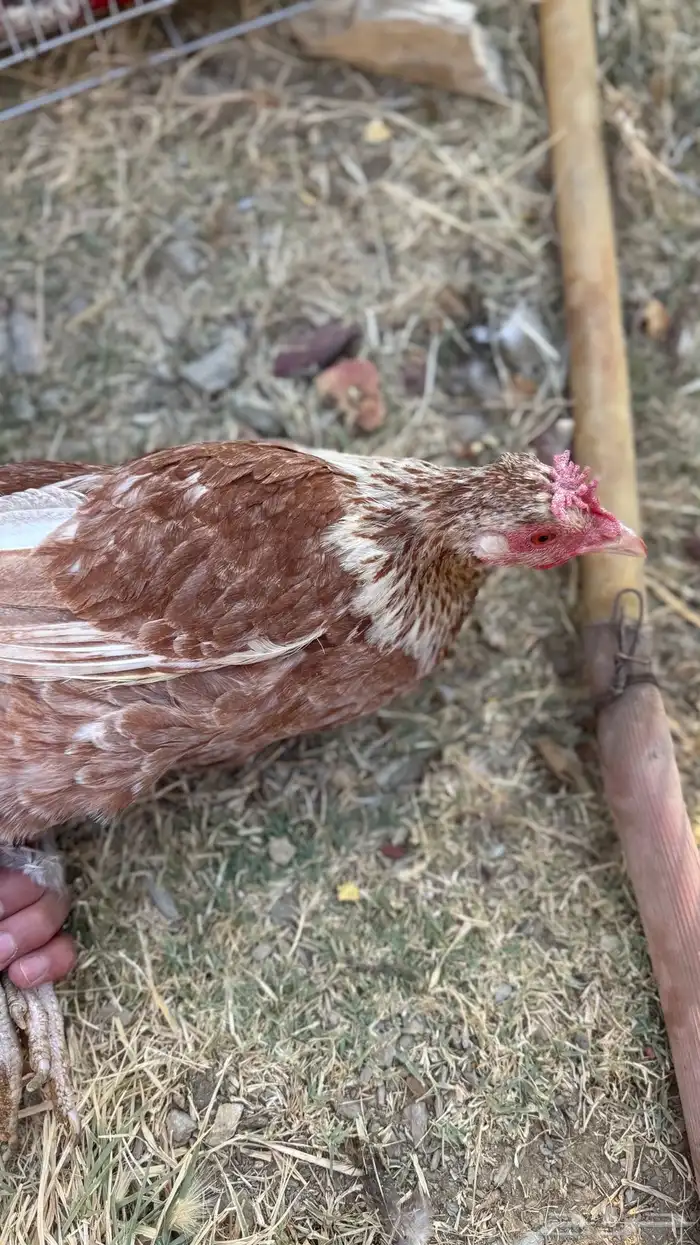 دجاجات أفرق 2