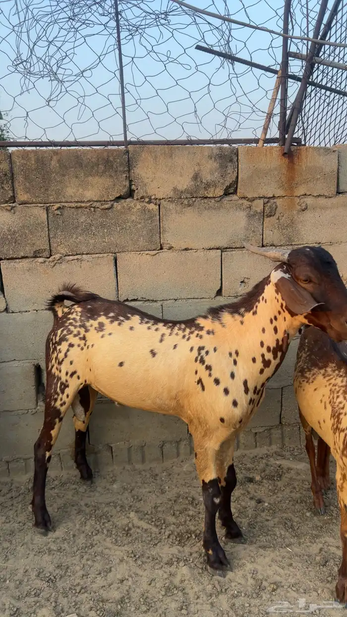 تيس امرخ فاخر 0