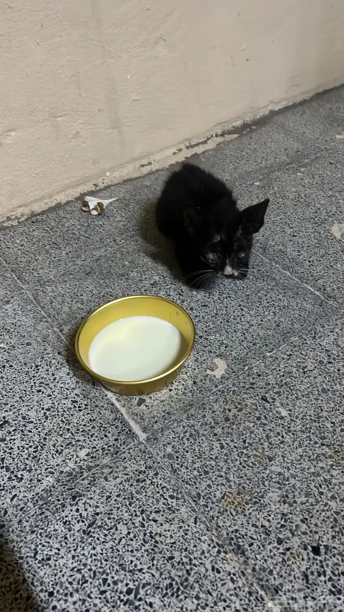 قط يحتاج مساعده 0