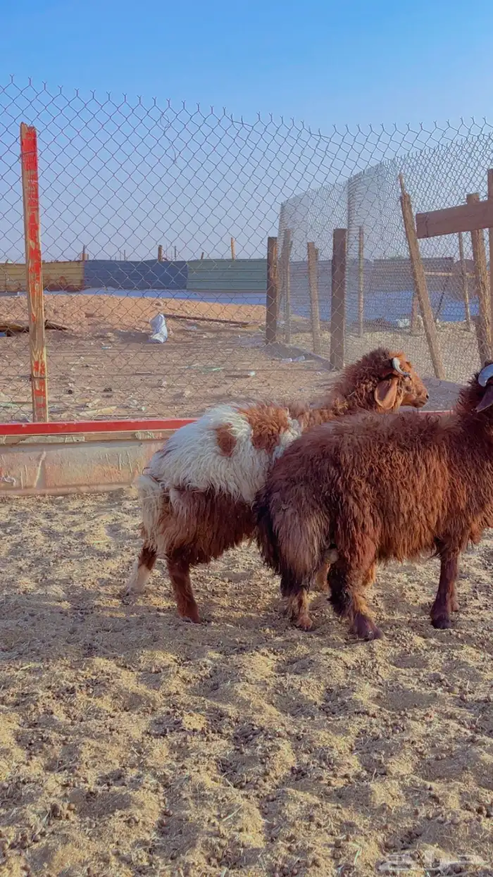 خرفان نعيم فل شحم اعمار 6 شهور 5