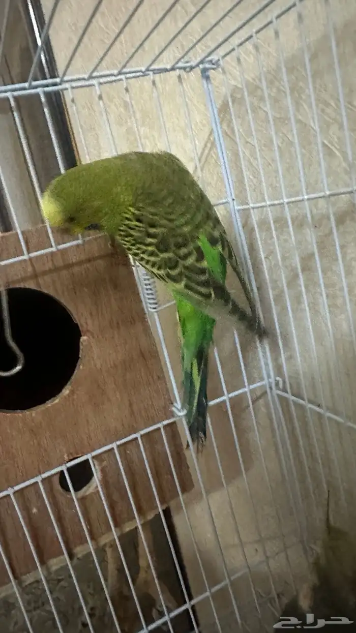 طيور كروان وروز للبيع مع القفص 9