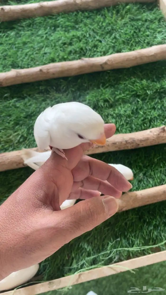 فروخ روز البينو فرخ ( تم البيع ) 3