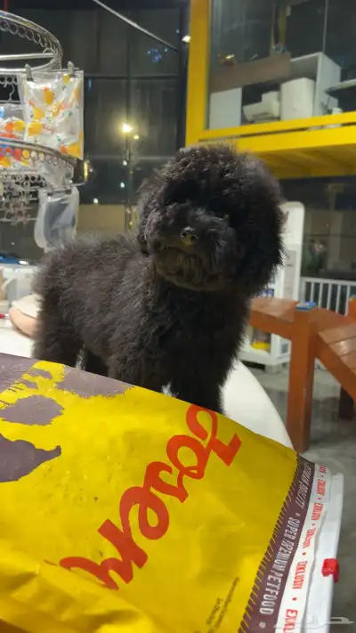 للبيع جرو بيور توي بودل مستوى عالي لون ملكي index