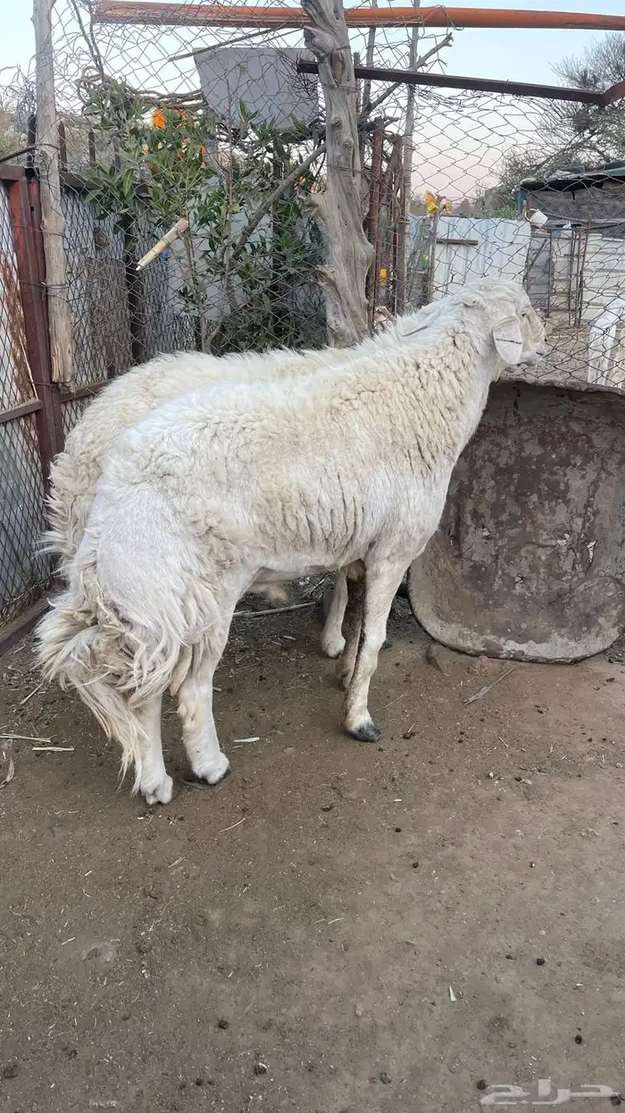 طليان فحول 4