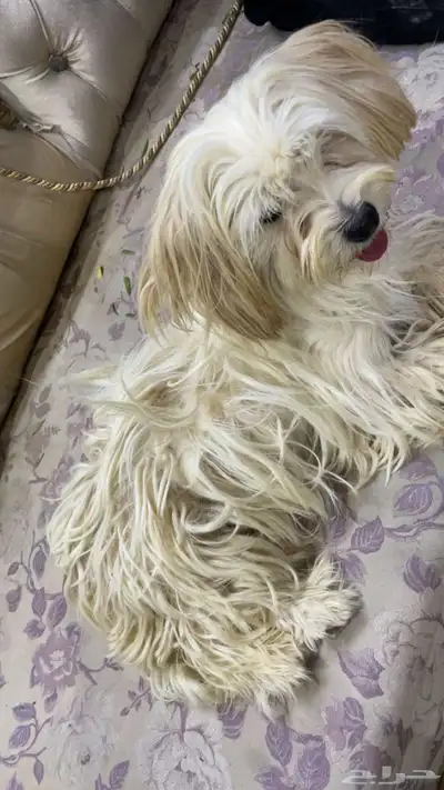 كلب لعوب index