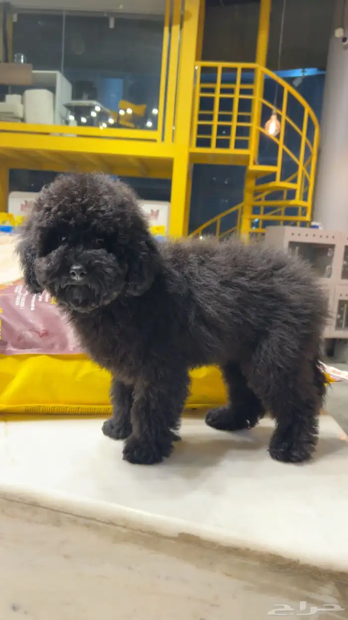 للبيع جرو بيور توي بودل مستوى عالي لون ملكي 1