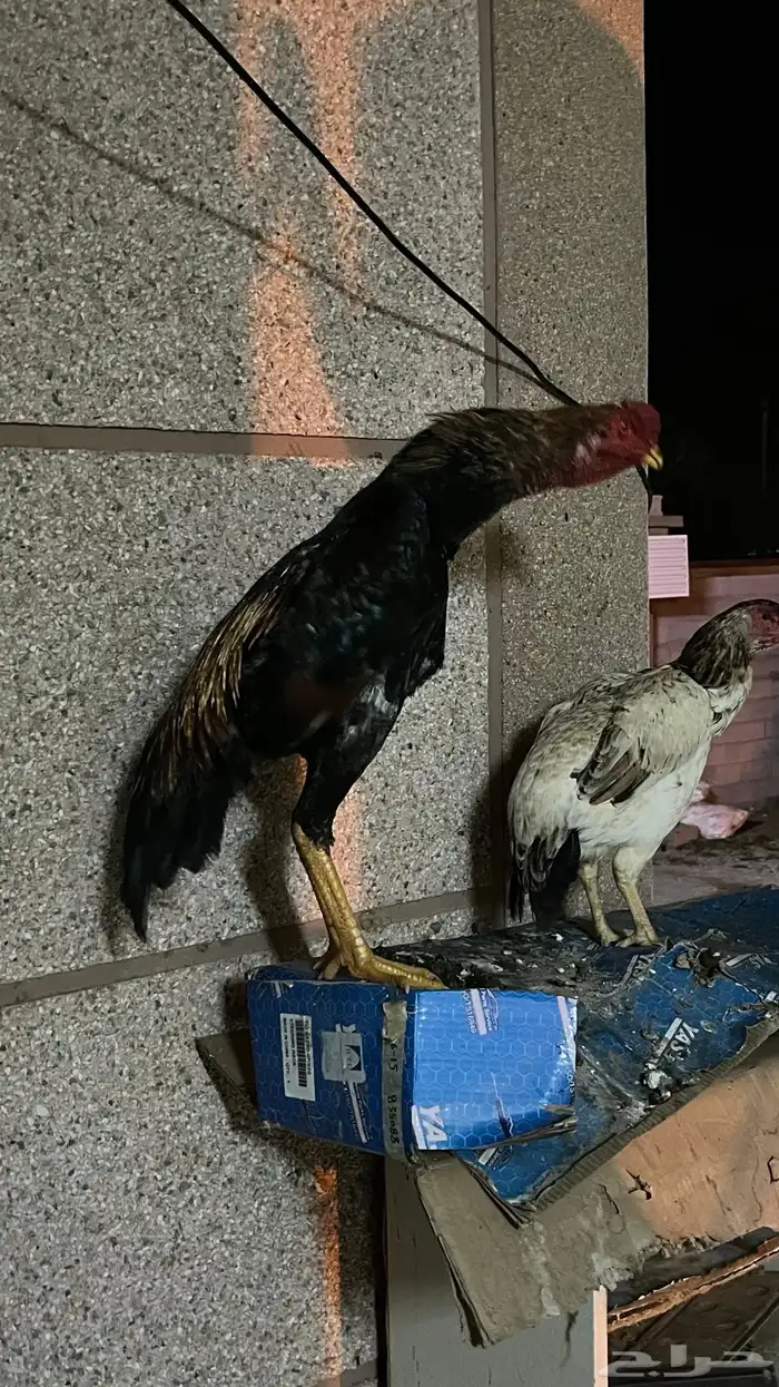 جوز شامو ياباني 3