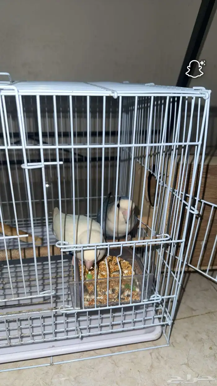 زوج روز اليف ومنتج 0