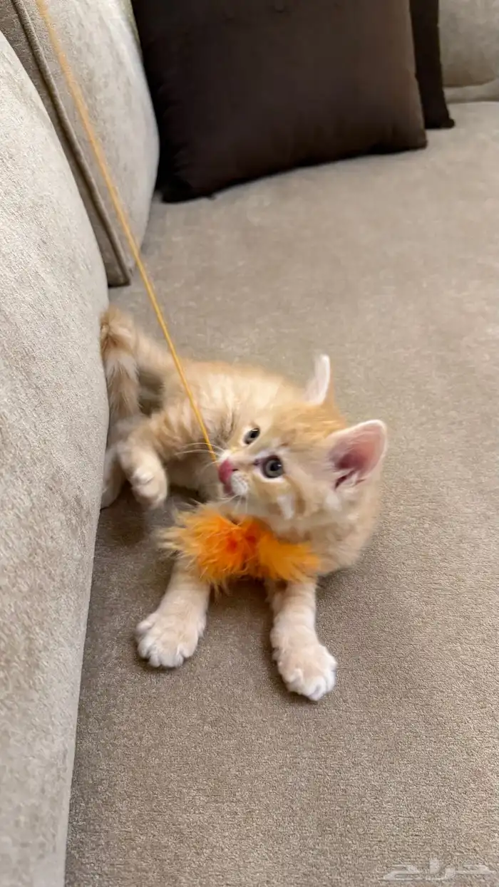 قطة سكوتش انثى للبيع 3