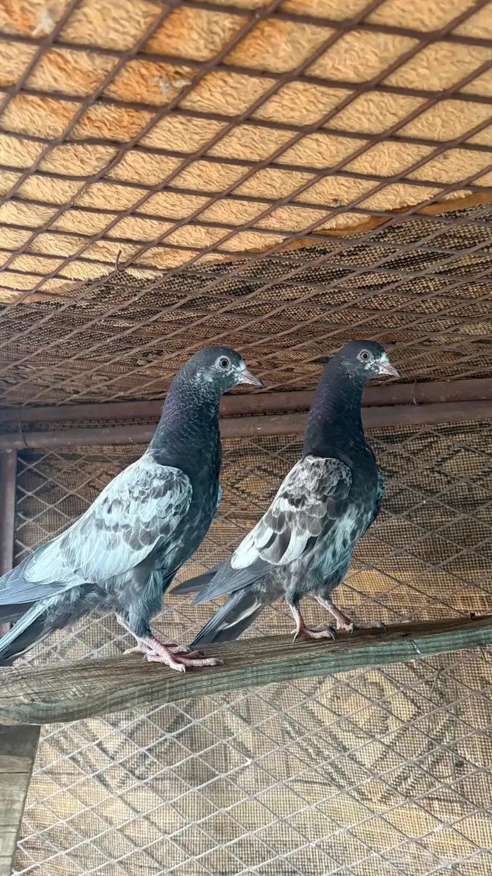 طبات 2