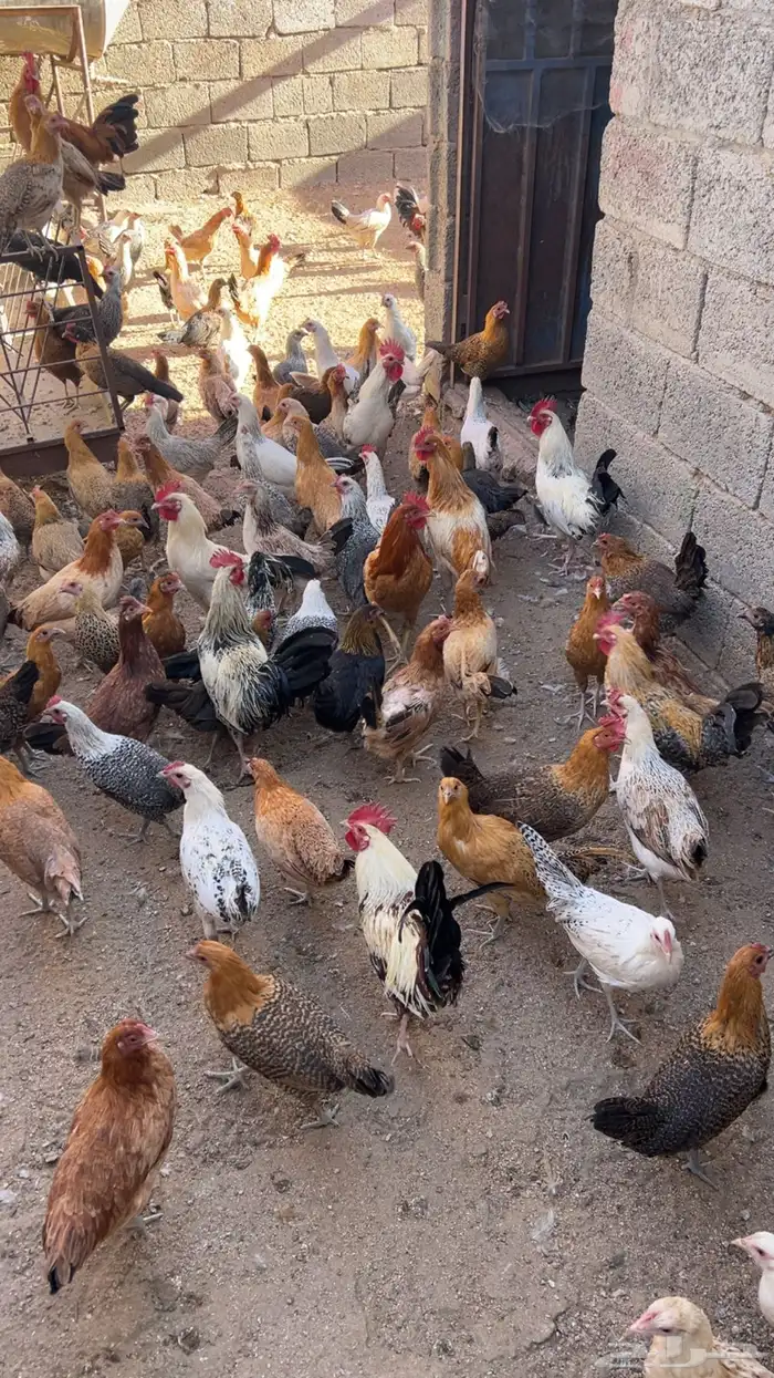 دجاج بلدي للبيع 5
