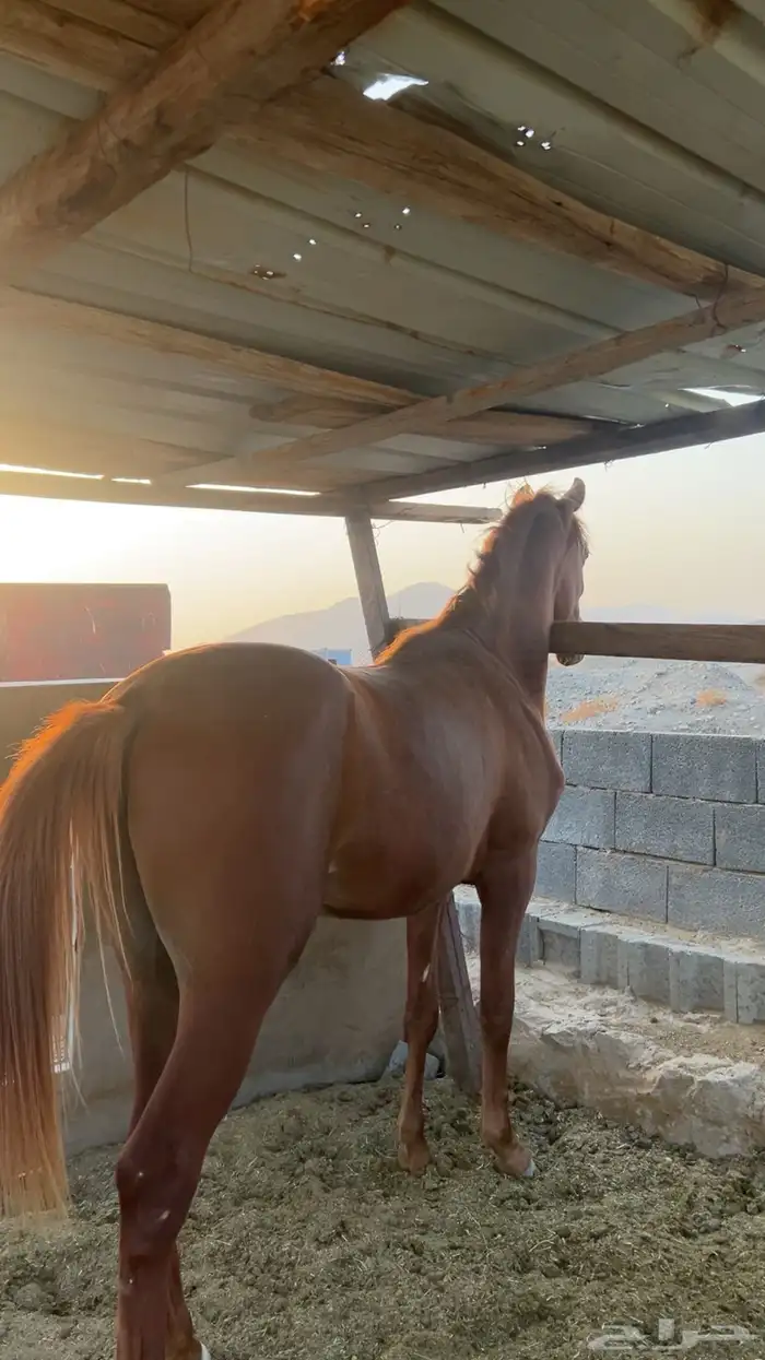 مهر عربي 3