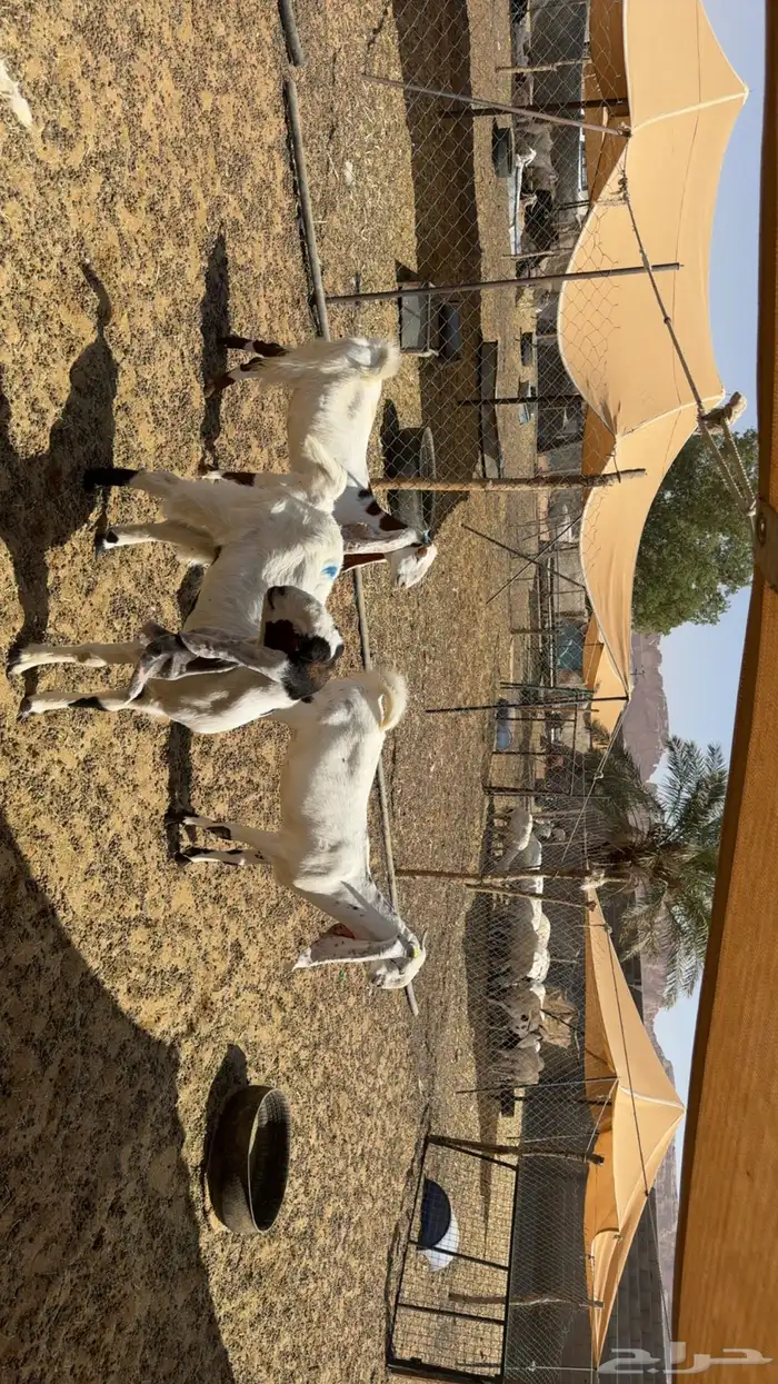 جفرات ثنايا 1