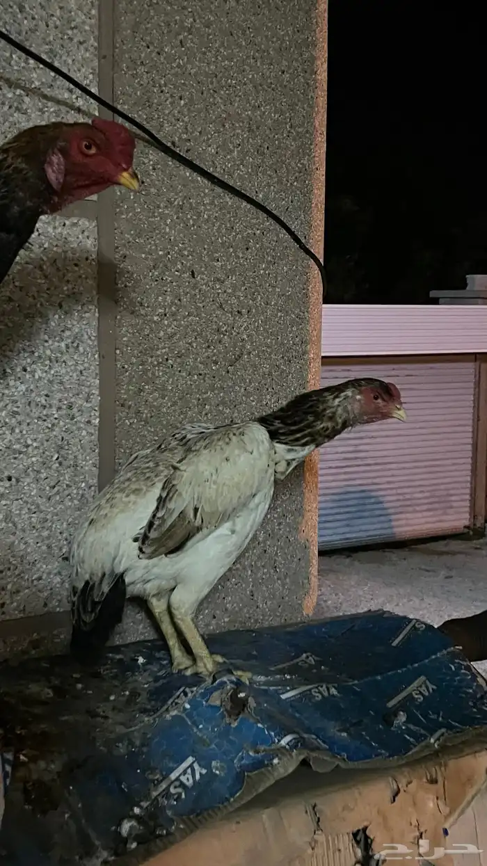 جوز شامو ياباني 4