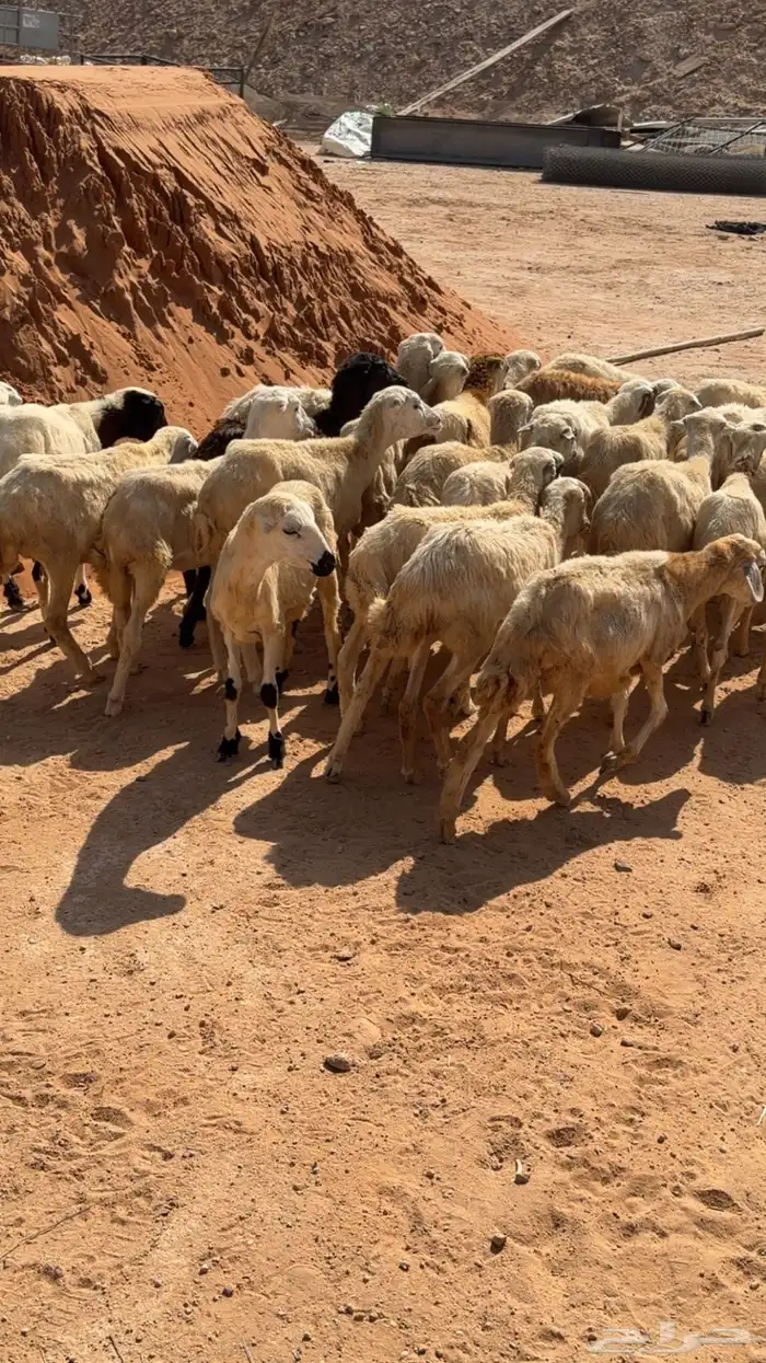 البيع رخال رفيديات بلدي العدد 32 الصحة شرط تم البيع تم البيع 0