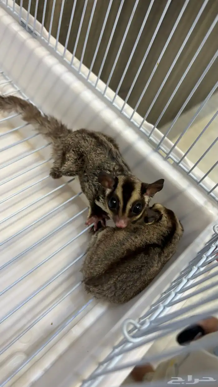 سنجاب طائر 2