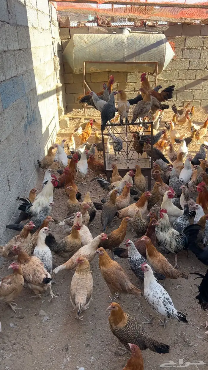 دجاج بلدي للبيع 4