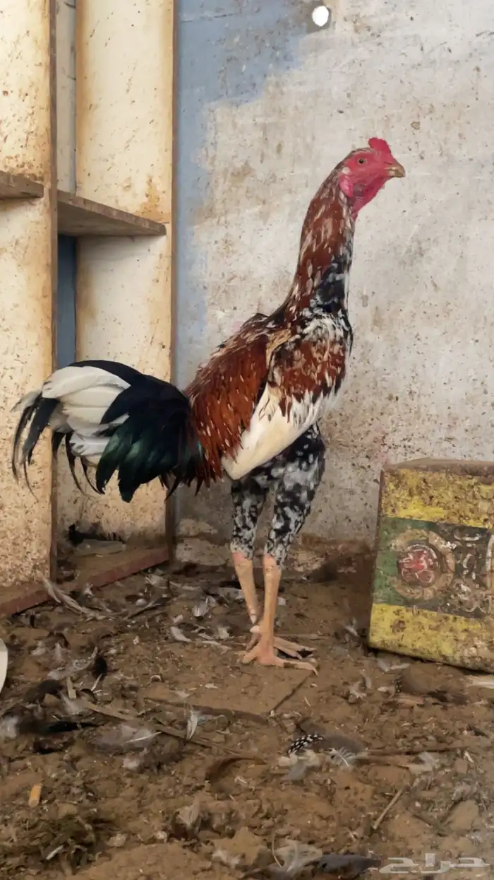دجاج سندي 1