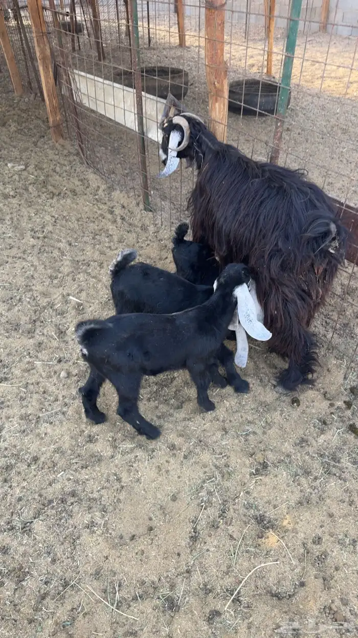 دواغير طيبه 1