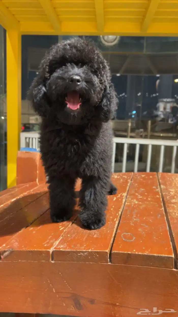 للبيع جرو بيور توي بودل مستوى عالي لون ملكي 18