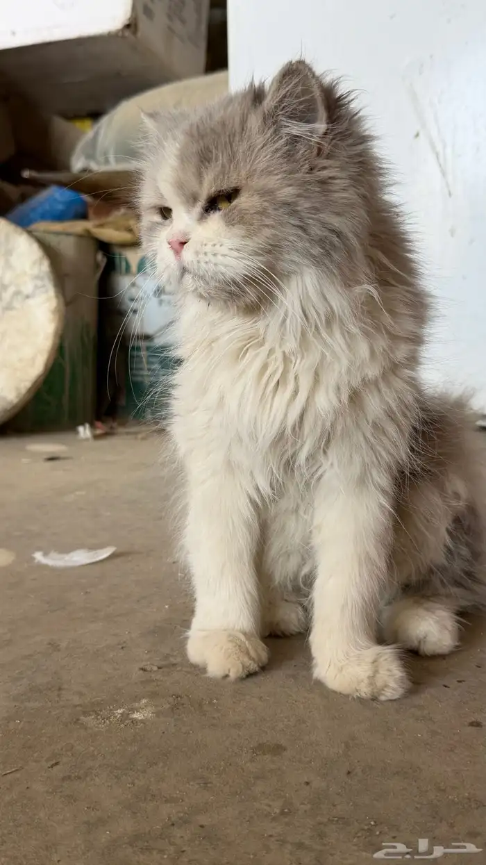 قطوه شيرازيه لا اعلم عن العمر 0