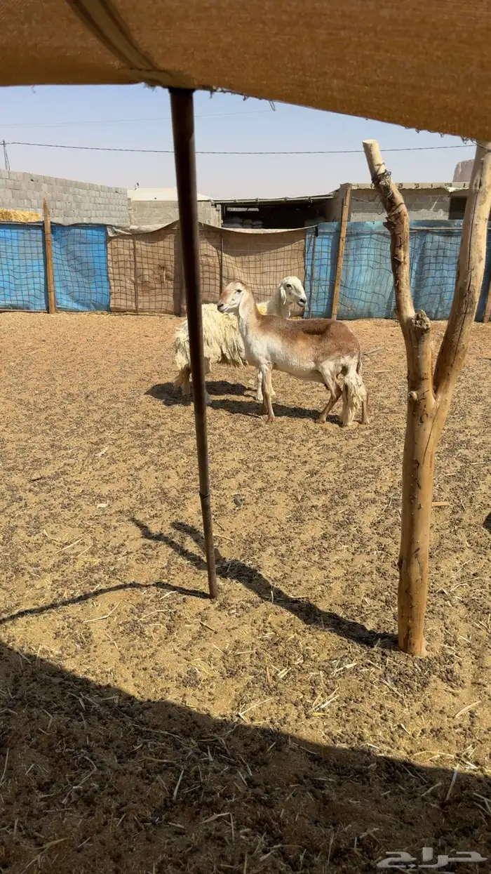 شياه دفيع فحص سونار 0