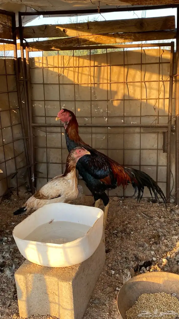 دجاجه وديك شامو 2