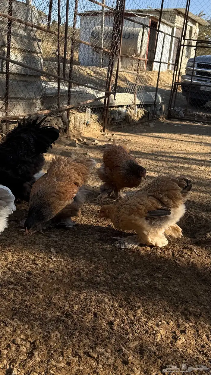 دجاج براهما 7