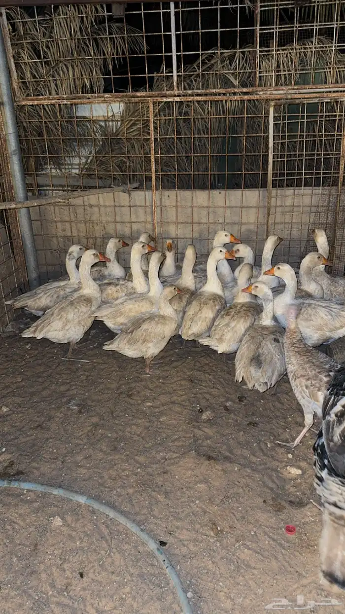 وز للبيع الموقع بريده 6