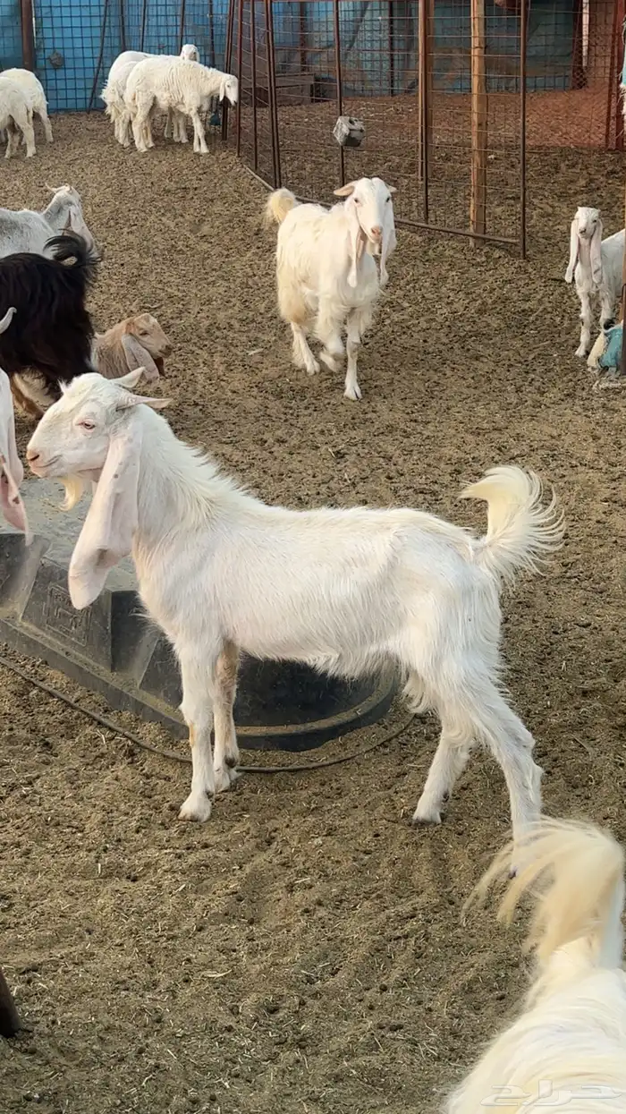 2 تيوس فل شحم القاعد 3