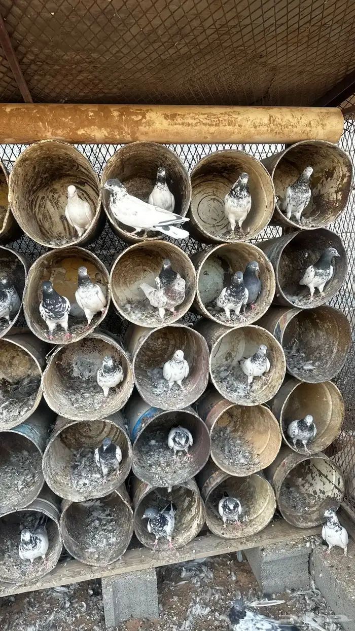 حمام باكستاني قوية واغلبها محجله من حمام الدبل 2