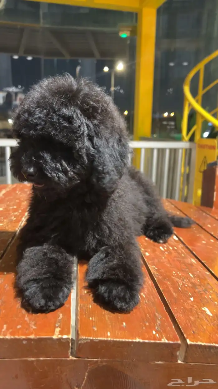 للبيع جرو بيور توي بودل مستوى عالي لون ملكي 17