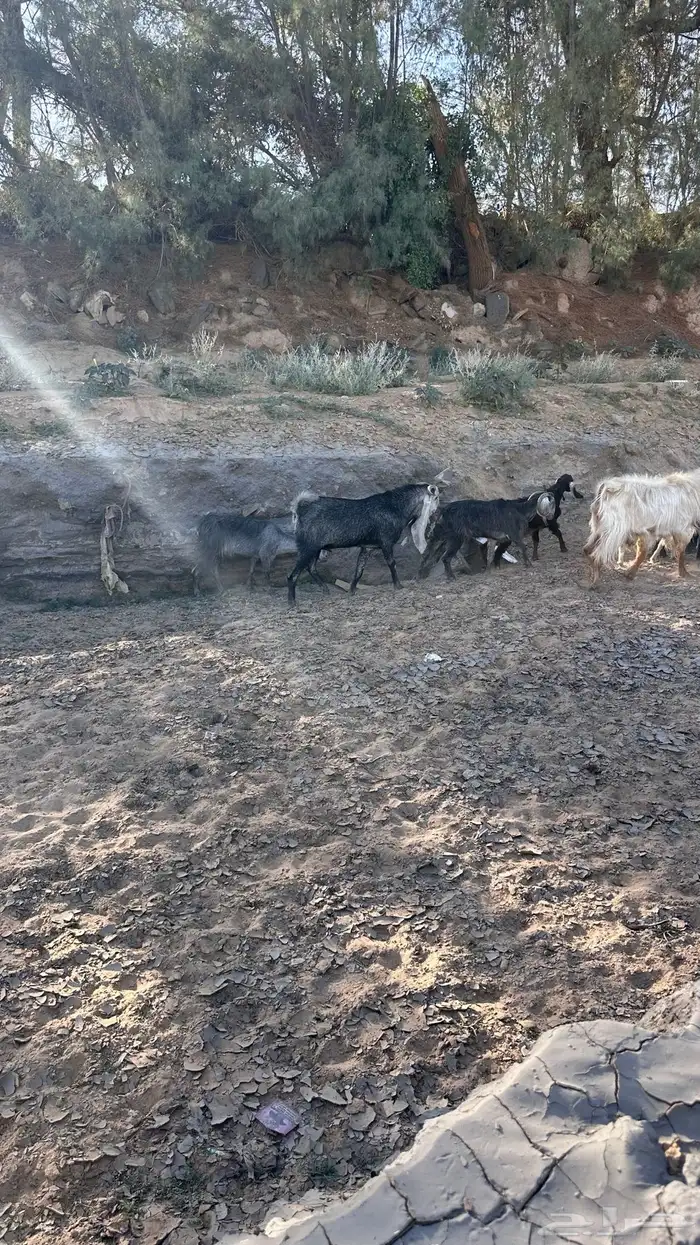 تيس هولندي صنف 1