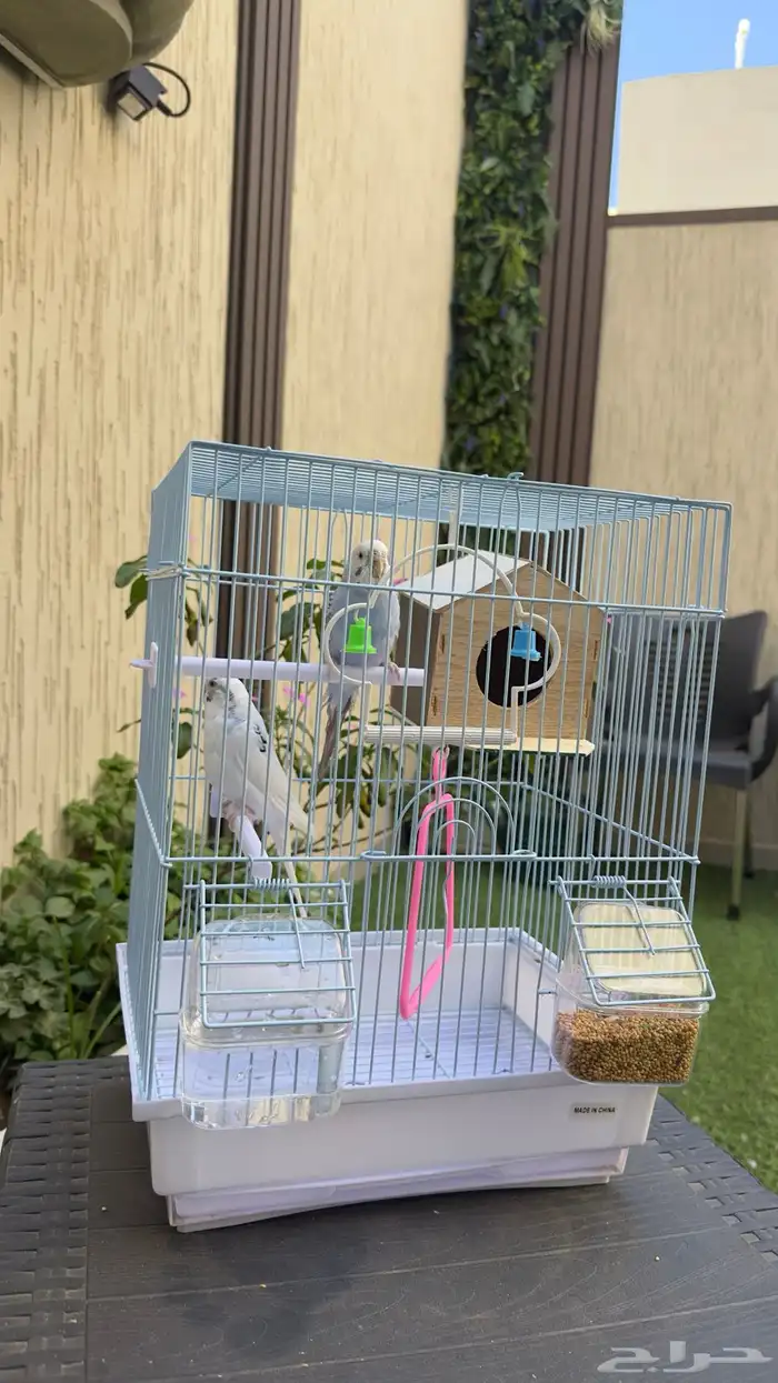 زوج طيور حب بادجي 0