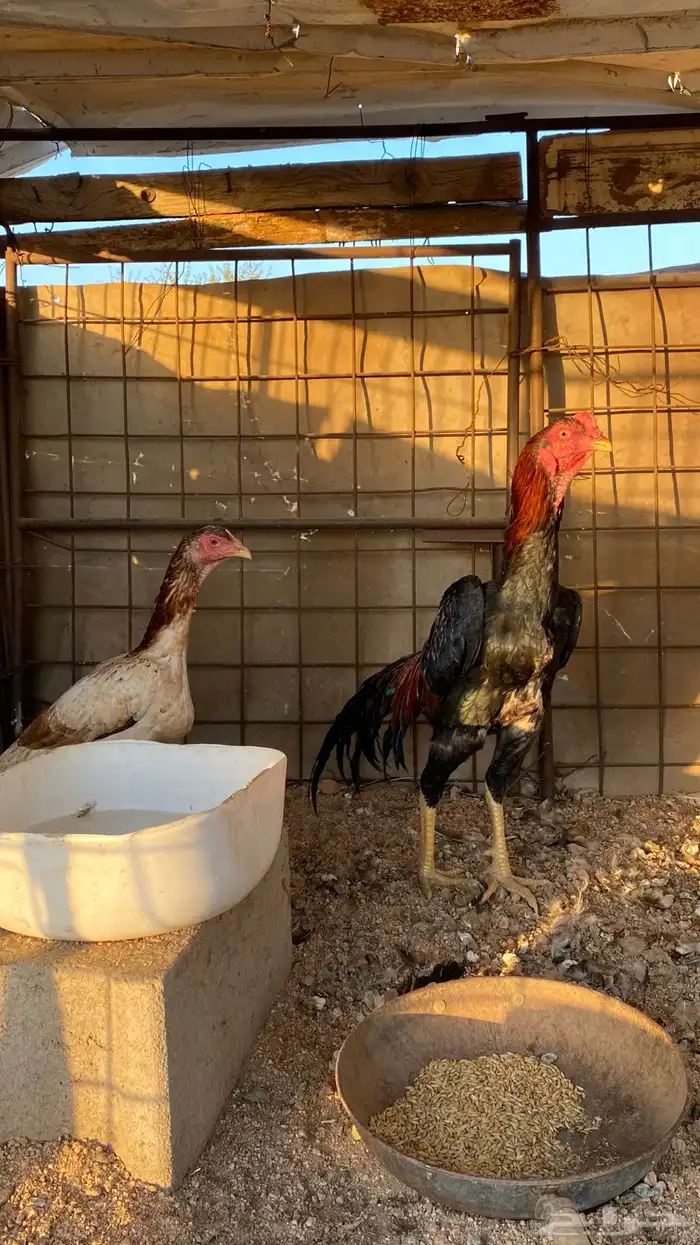 دجاجه وديك شامو 0