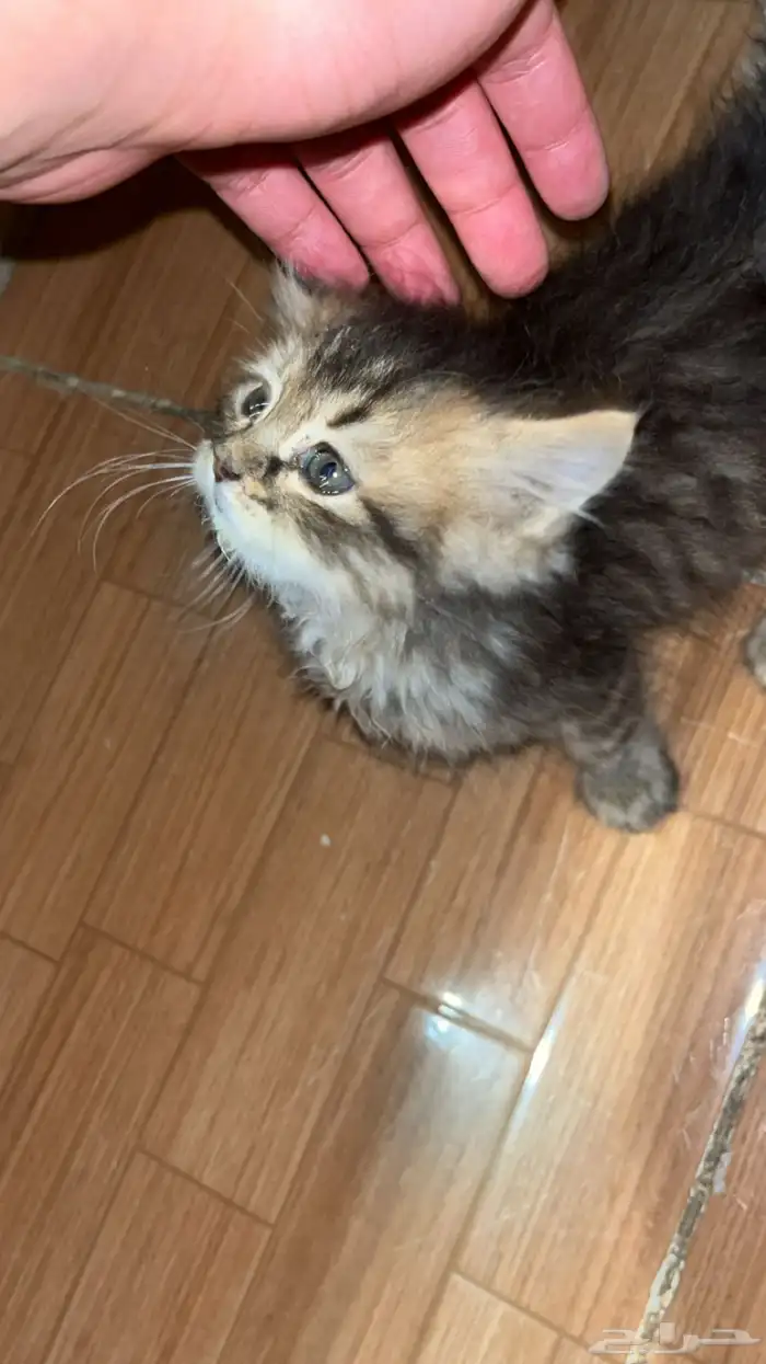 قط شيرازي ذكر العمر شهرين 0