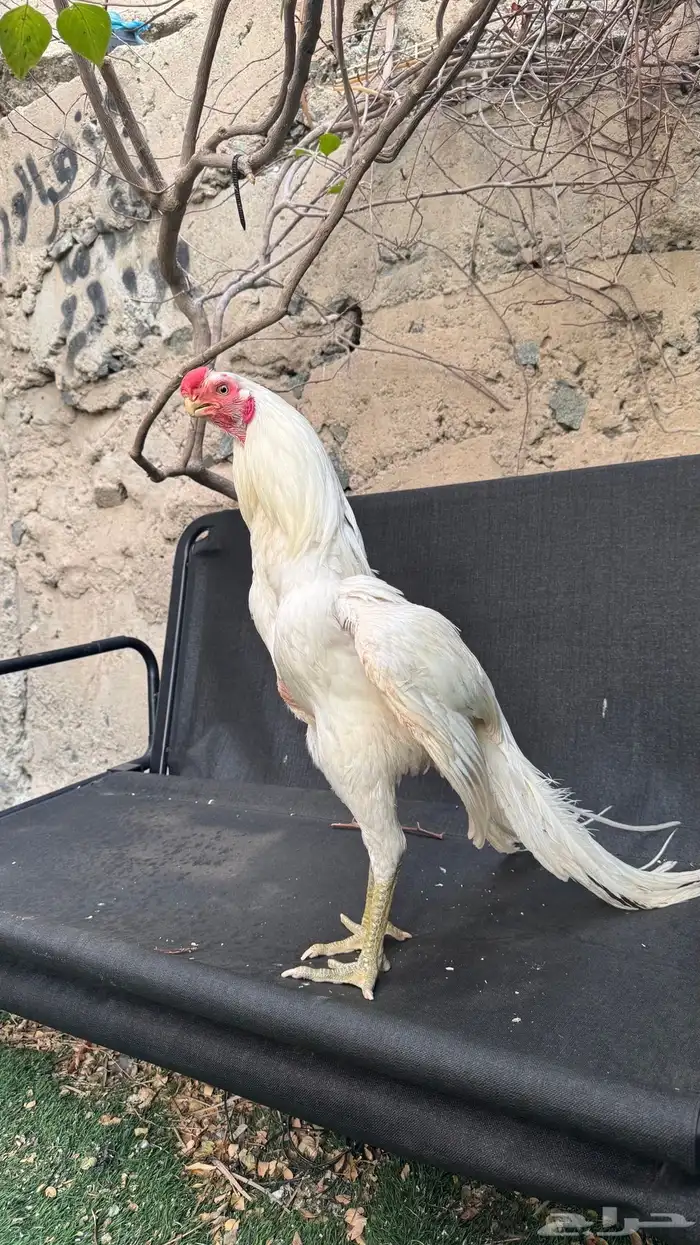 اذناب الهند 0