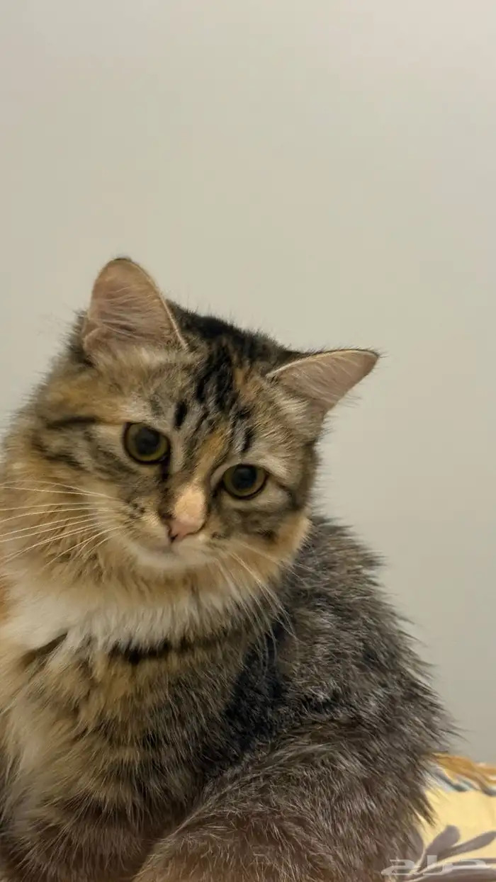 قطة شيرازي للبيع 0