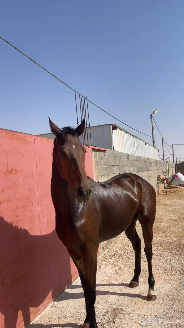 للبيع حصان او للبدل الناقة أو قعود او بكرة 1