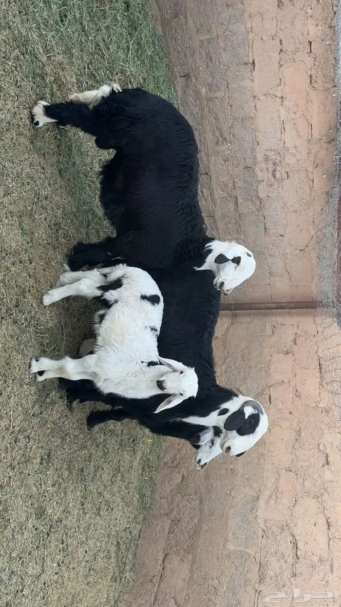 طليان ذبايح للبيع طيبه بالحيل 2