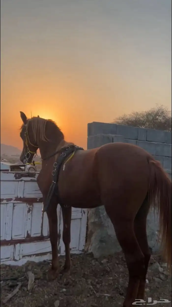مهر عربي 2
