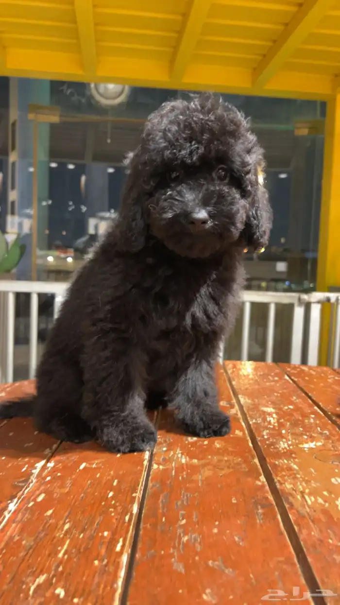 للبيع جرو بيور توي بودل مستوى عالي لون ملكي 14