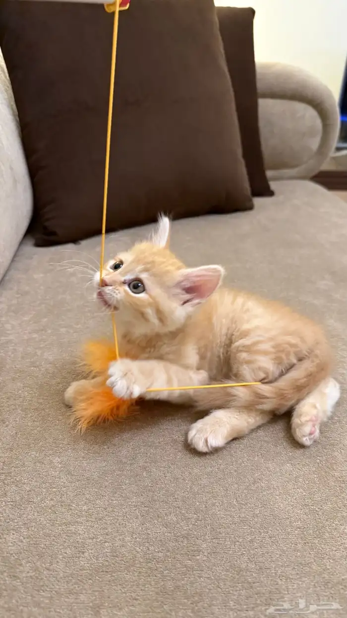 قطة سكوتش انثى للبيع 1