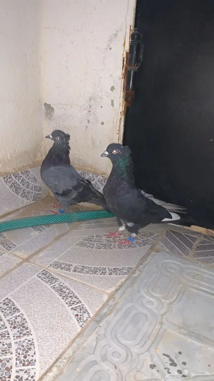 حمام قطيفي 1