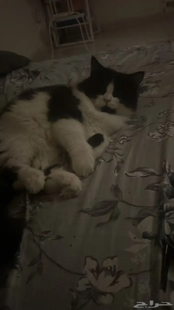 قطط للتبني 1