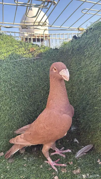 حمام للبيع index