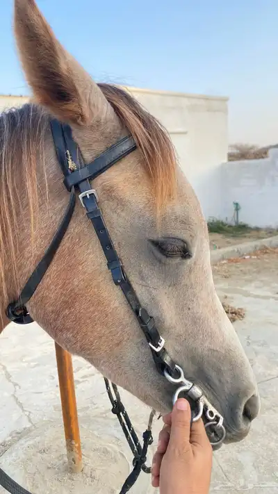 حصان معسوف العمر سنتين وسبه شهور الموقع القنفذة-بني عيسي index