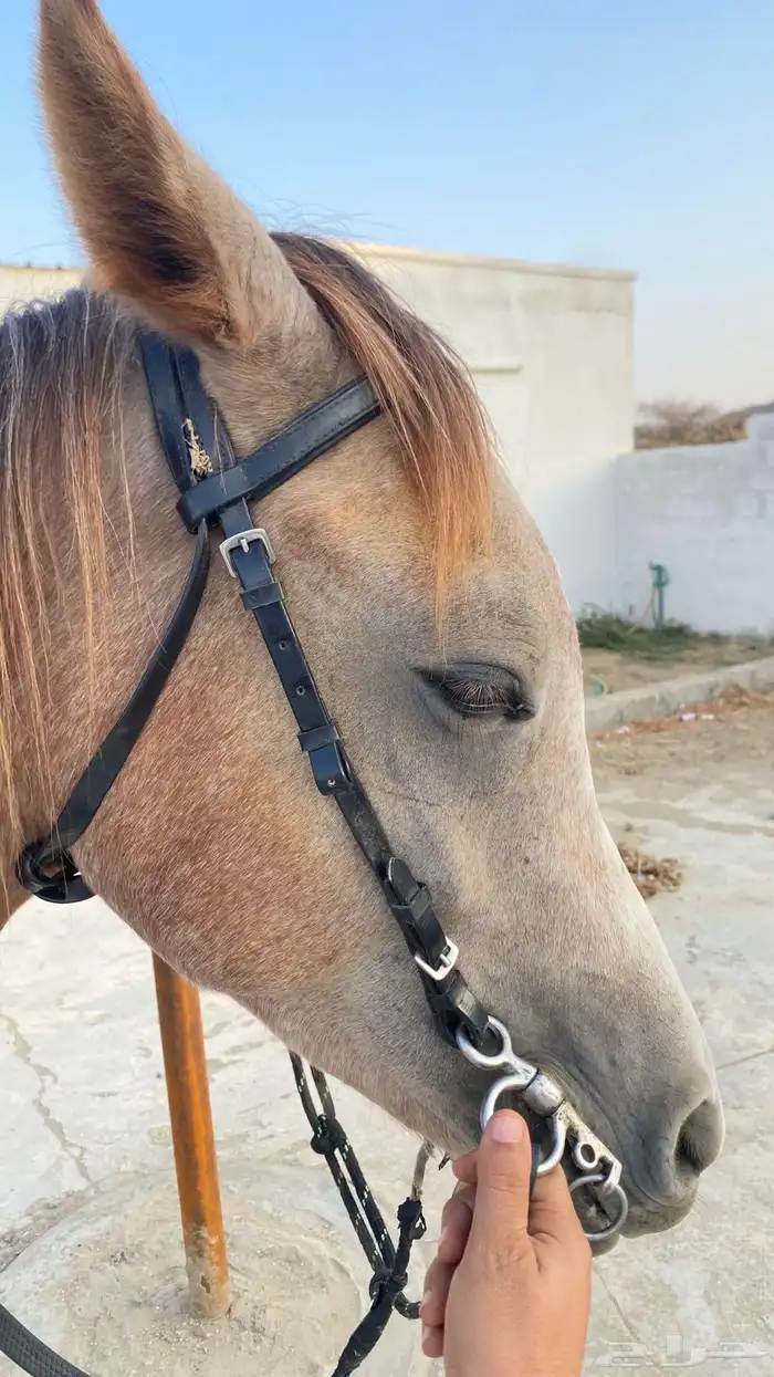 حصان معسوف العمر سنتين وسبه شهور الموقع القنفذة-بني عيسي 3